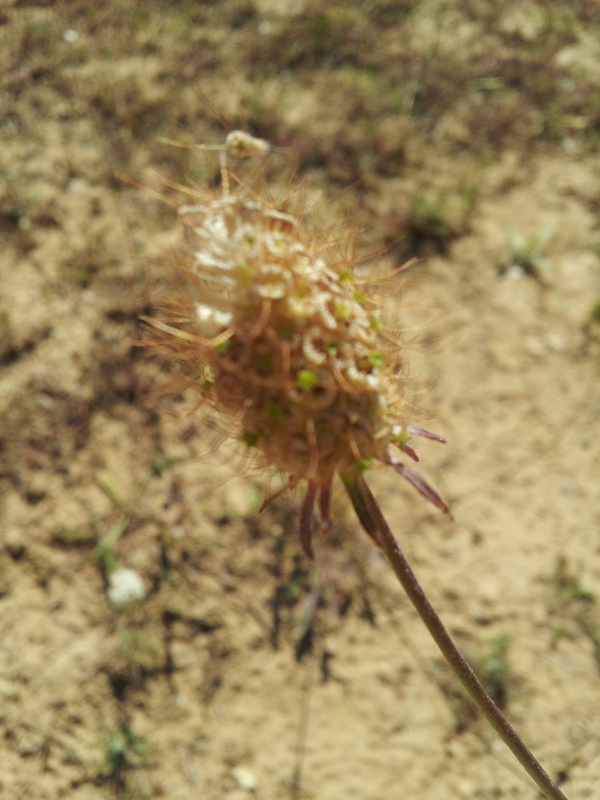 pianta da determinare - Scabiosa cfr. triandra